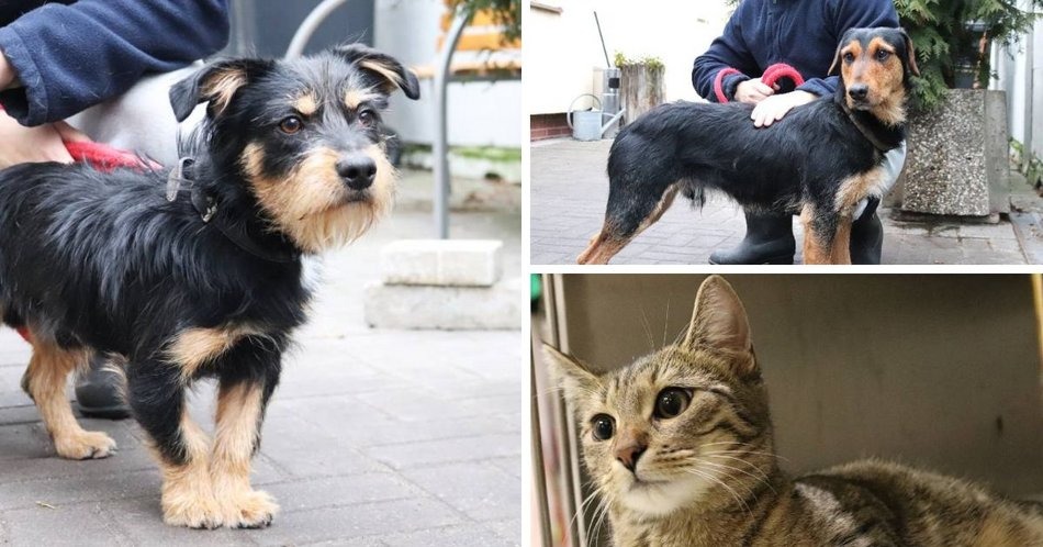 Zwierzęta ze schroniska w Łodzi do adopcji