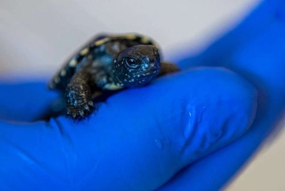 Wielki powrót żółwi błotnych! Orientarium Zoo Łódź z innowacyjnym programem reintrodukcji