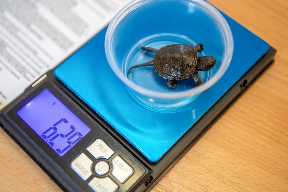 Wielki powrót żółwi błotnych! Orientarium Zoo Łódź z innowacyjnym programem reintrodukcji