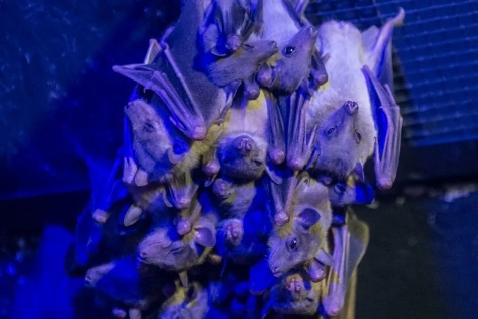 Łódź. Projekty dla zwierząt z Budżetu Obywatelskiego