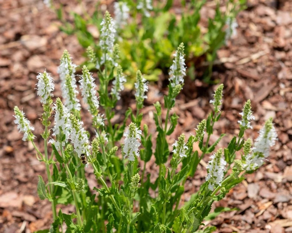 Łódź. Piotrkowska zazieleni się na wiosnę! Przybywa drzew i nowych gatunków roślin