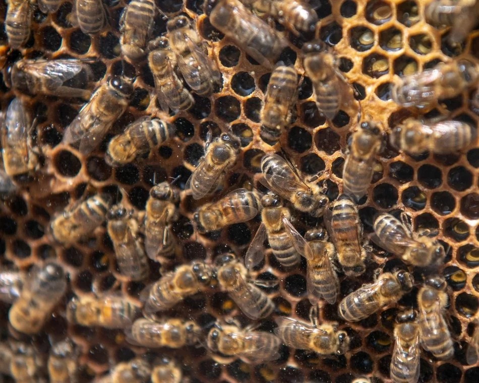 Łódź. Projekty dla zwierząt z Budżetu Obywatelskiego