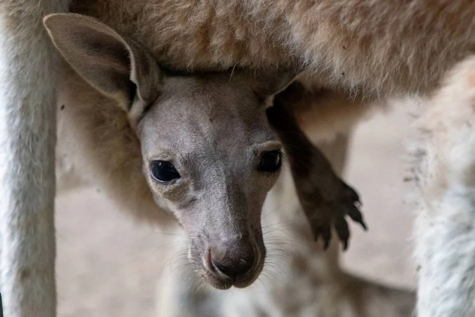 Łódź. Maj w Orientarium Zoo Łódź. Baby boom, motyle i nowi mieszkańcy