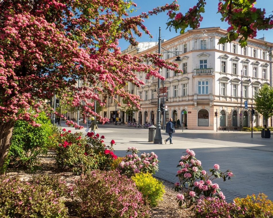 Łódź. Kradzieże i niszczenie miejskich roślin w Łodzi. „Córka chciała do ogródka". Uwaga, to karalne!