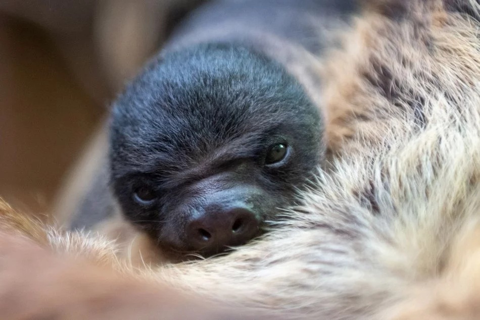 Łódź. Orientarium Zoo Łódź przeżywa prawdziwy baby boom