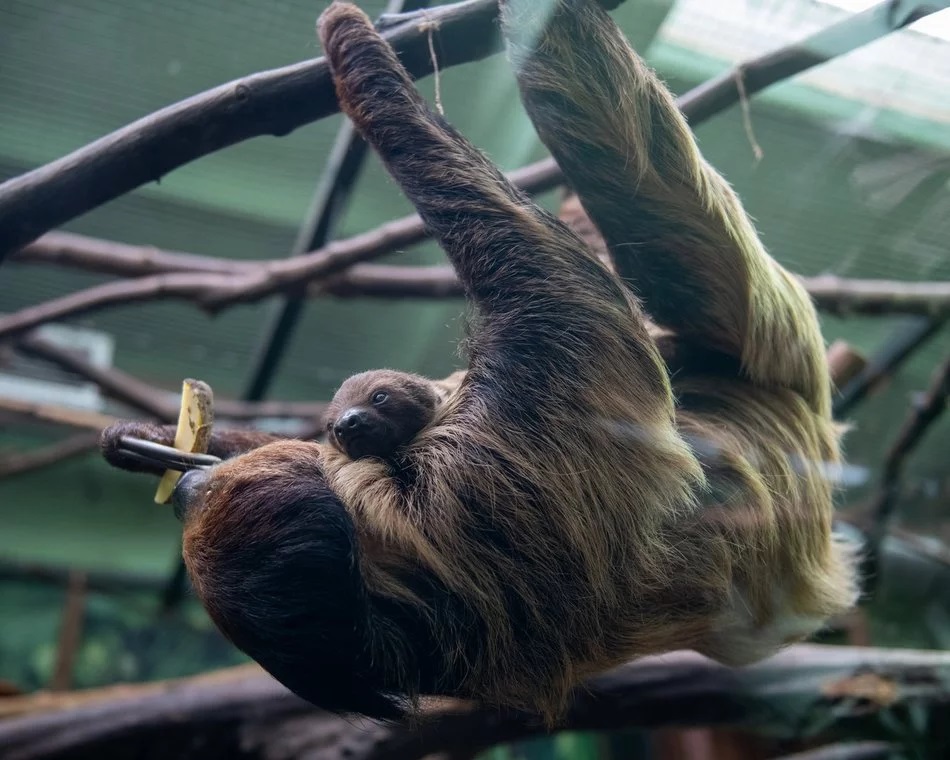 Łódź. Znamy płeć leniwca z Orientarium Zoo Łódź