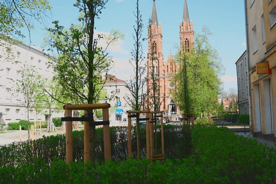 Łódź. Drzewa