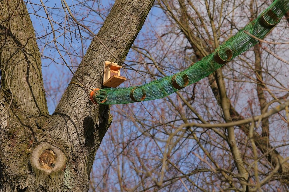 Łódź. Międzynarodowy Dzień Wiewiórki