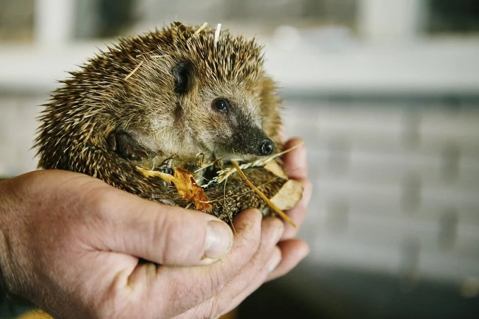 Łódź. Projekty dla zwierząt z Budżetu Obywatelskiego