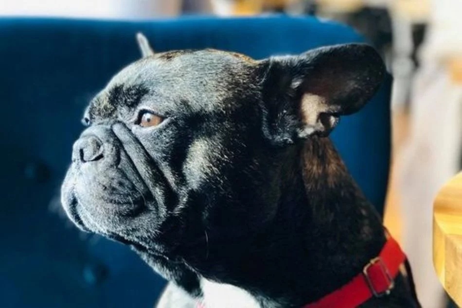 Łódź. Pieskie życie w Łodzi. Fryzjerzy, hotele, behawioryści i ciocie z przedszkola