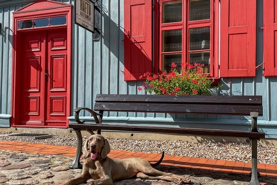 Łódź. Pieskie życie w Łodzi. Fryzjerzy, hotele, behawioryści i ciocie z przedszkola