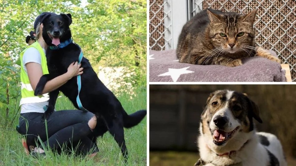 Łódź. Pieskie życie w Łodzi. Fryzjerzy, hotele, behawioryści i ciocie z przedszkola