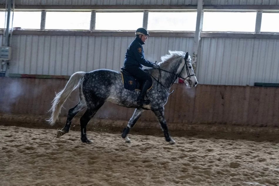 Łódź. Projekty dla zwierząt z Budżetu Obywatelskiego