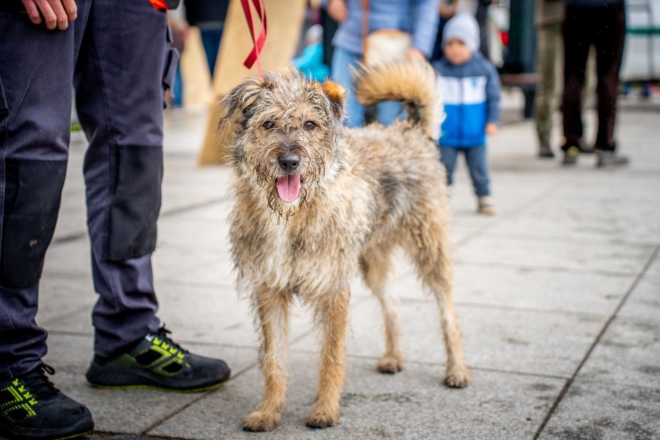 Łódź. Światowy Dzień Zwierząt w Łodzi. Pogadanki, pokazy psów i koni, atrakcje dla dzieci i więcej