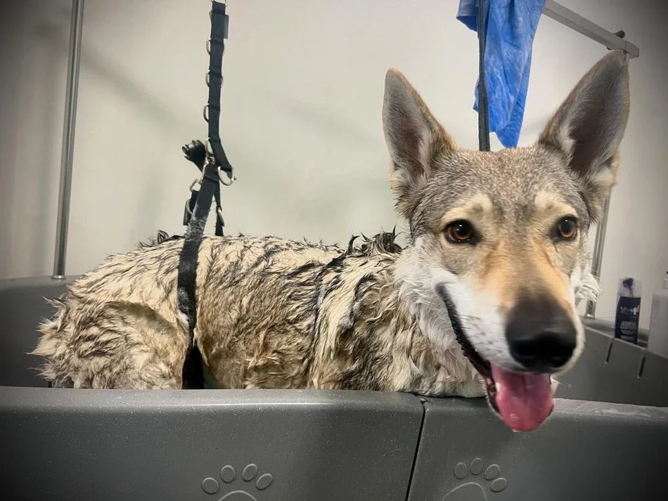 Łódź. Pieskie życie w Łodzi. Fryzjerzy, hotele, behawioryści i ciocie z przedszkola