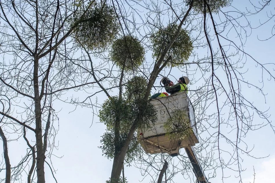 Jak Łódź dba zimą o zieleń w mieście? Trwają prace pielęgnacyjne 